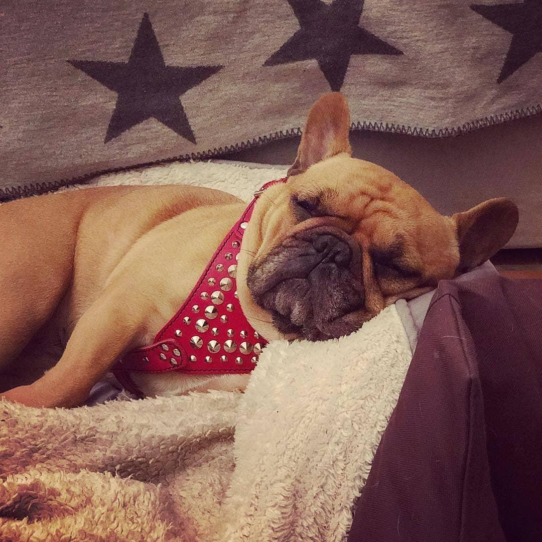 Arnés de plata para tu mejor amigo